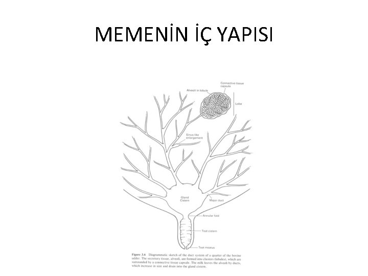 MEMENİN İÇ YAPISI 