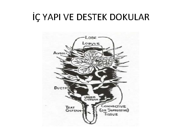 İÇ YAPI VE DESTEK DOKULAR 