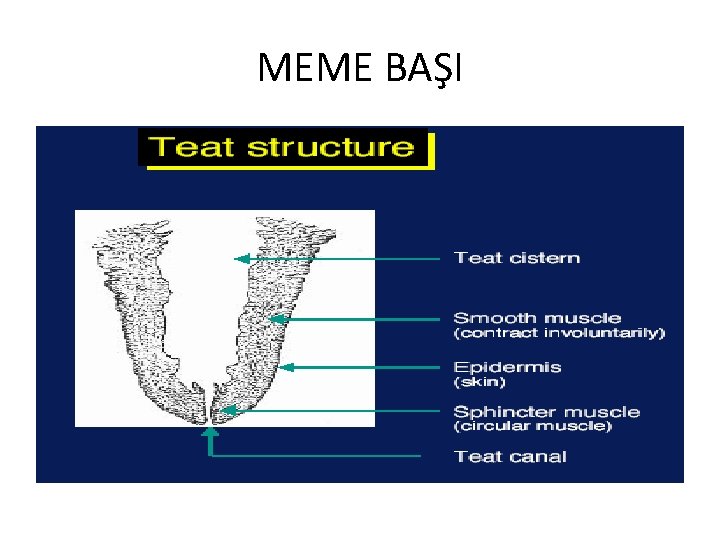 MEME BAŞI 