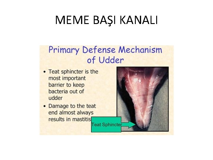 MEME BAŞI KANALI 