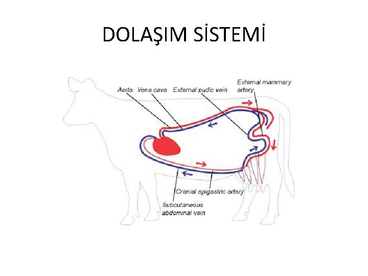 DOLAŞIM SİSTEMİ 