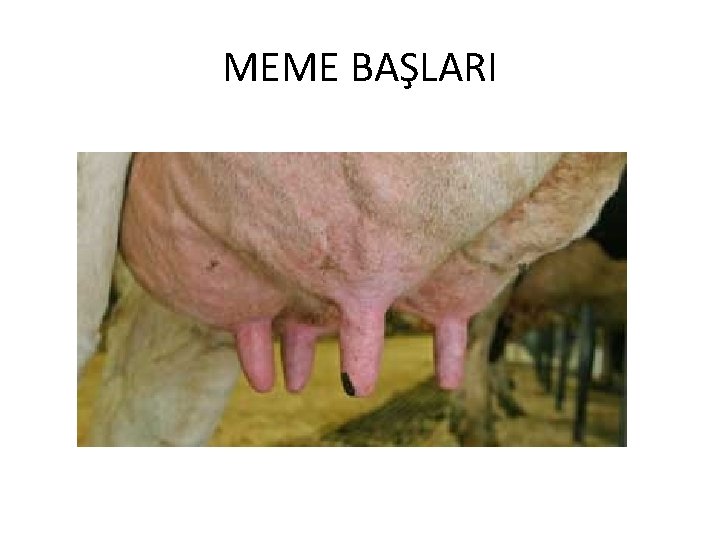 MEME BAŞLARI 