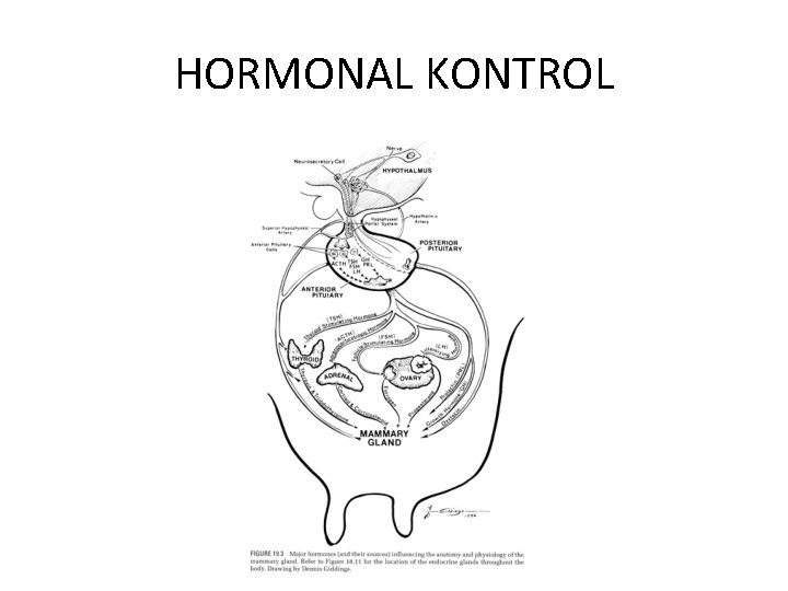 HORMONAL KONTROL 