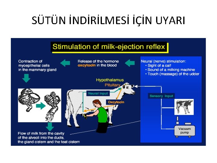 SÜTÜN İNDİRİLMESİ İÇİN UYARI 