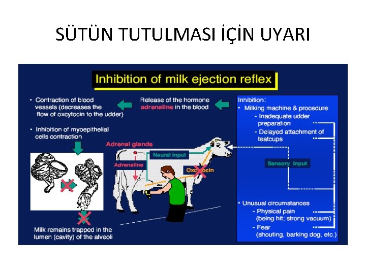 SÜTÜN TUTULMASI İÇİN UYARI 