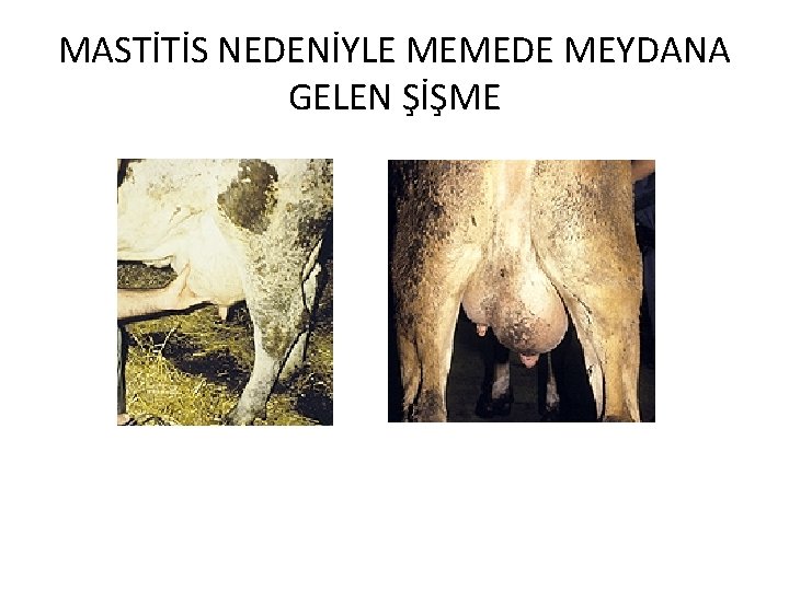 MASTİTİS NEDENİYLE MEMEDE MEYDANA GELEN ŞİŞME 