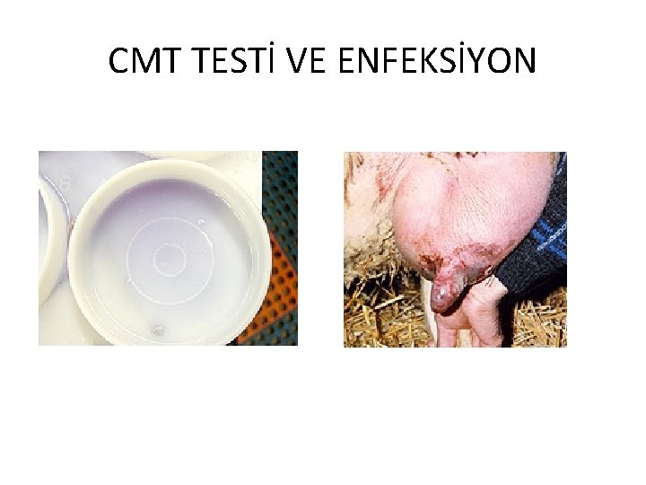 CMT TESTİ VE ENFEKSİYON 