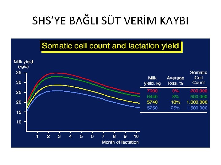 SHS’YE BAĞLI SÜT VERİM KAYBI 