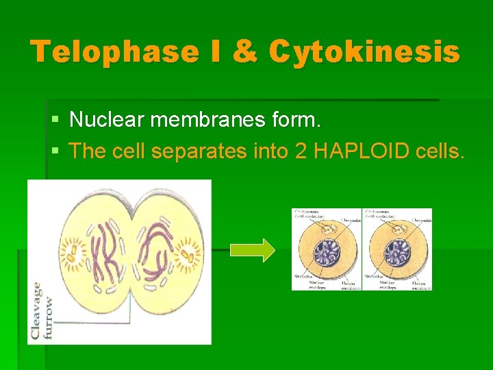 Telophase I & Cytokinesis § Nuclear membranes form. § The cell separates into 2