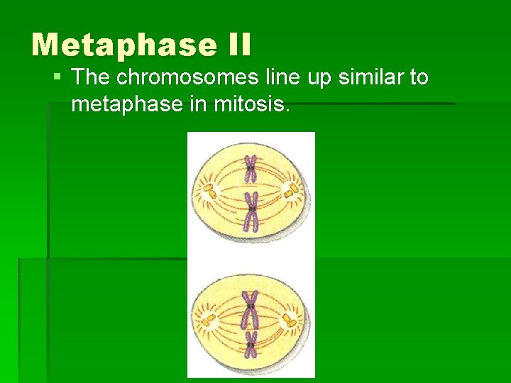 Metaphase II § The chromosomes line up similar to metaphase in mitosis. 