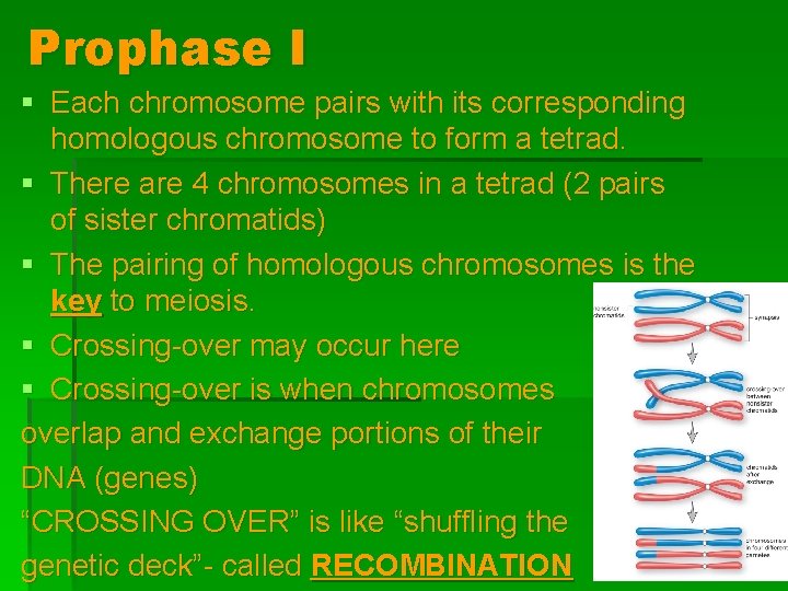 Prophase I § Each chromosome pairs with its corresponding homologous chromosome to form a Prophase I § Each chromosome pairs with its corresponding homologous chromosome to form a
