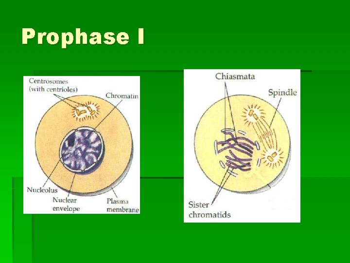 Prophase I Prophase I