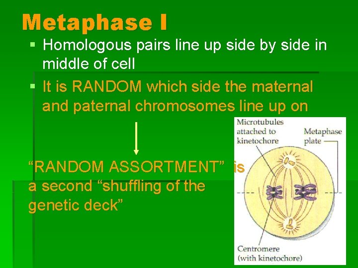 Metaphase I § Homologous pairs line up side by side in middle of cell