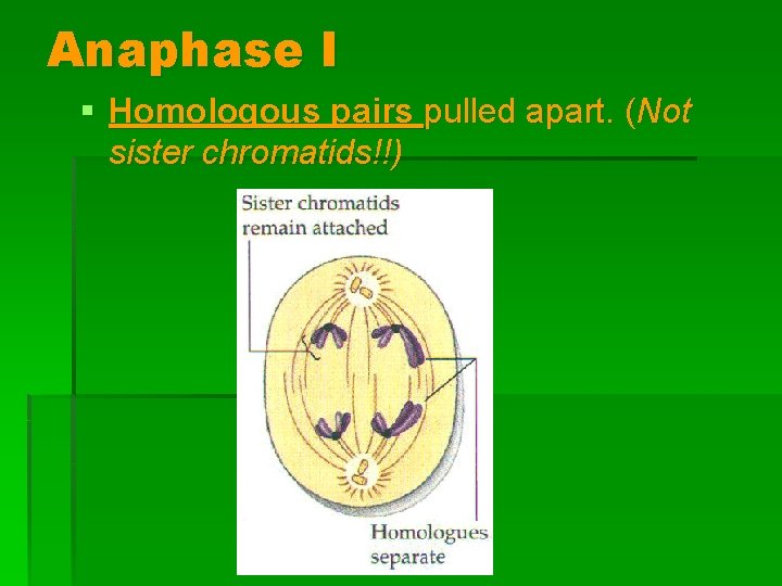 Anaphase I § Homologous pairs pulled apart. (Not sister chromatids!!) 
