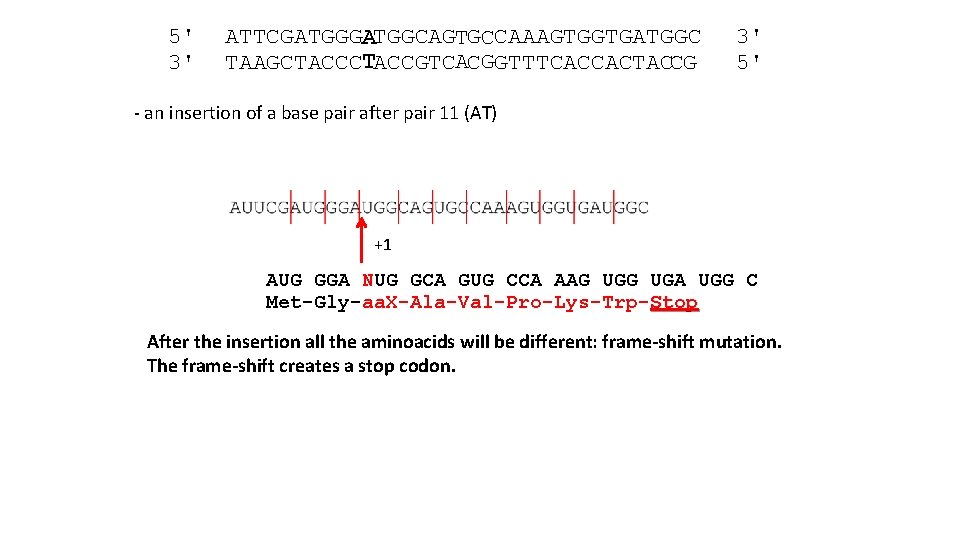 5' 3' ATTCGATGGCAGTGCCAAAGTGGTGATGGC TAAGCTACCGTCACGGTTTCACCACTACCG 3' 5' - an insertion of a base pair after