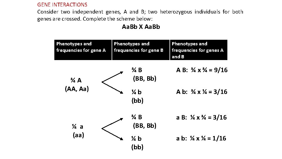 GENE INTERACTIONS Consider two independent genes, A and B; two heterozygous individuals for both