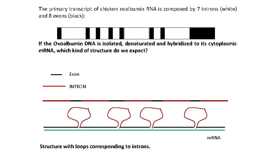 The primary transcript of chicken ovalbumin RNA is composed by 7 introns (white) and