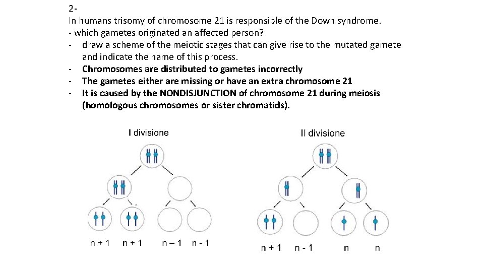 2 In humans trisomy of chromosome 21 is responsible of the Down syndrome. -