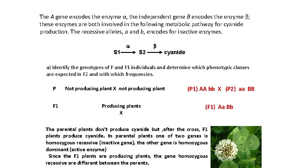 The A gene encodes the enzyme α, the independent gene B encodes the enzyme