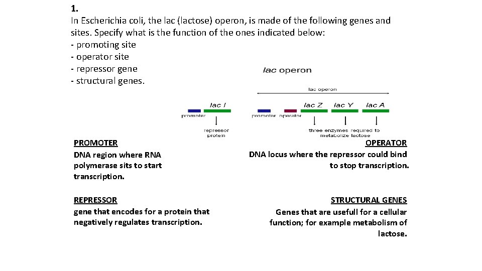 1. In Escherichia coli, the lac (lactose) operon, is made of the following genes