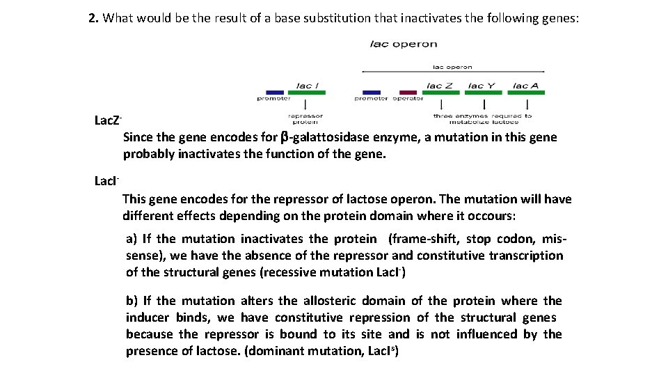 2. What would be the result of a base substitution that inactivates the following