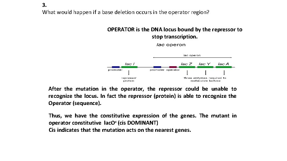 3. What would happen if a base deletion occurs in the operator region? OPERATOR