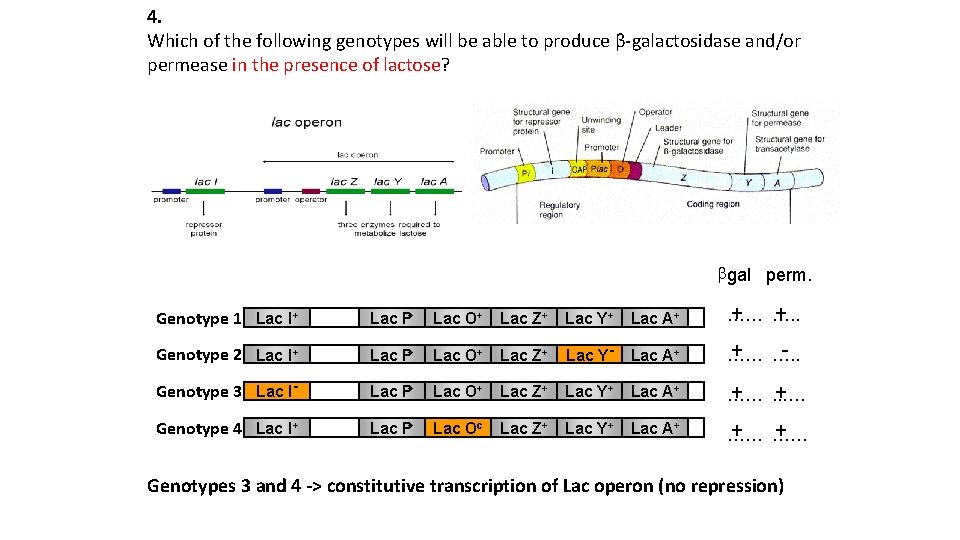 4. Which of the following genotypes will be able to produce β-galactosidase and/or permease