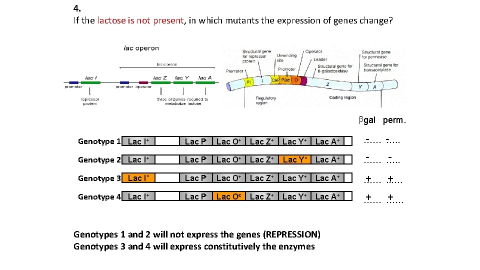 4. If the lactose is not present, in which mutants the expression of genes