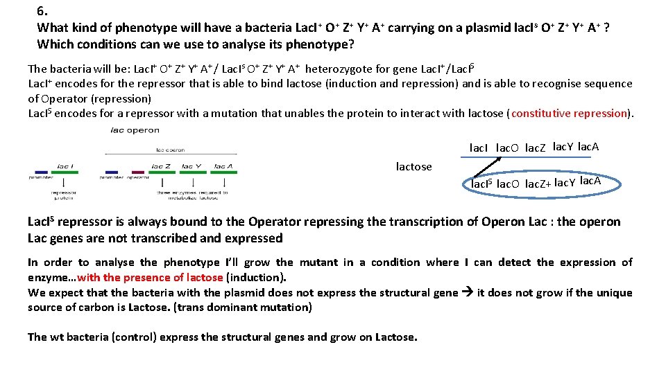 6. What kind of phenotype will have a bacteria Lac. I+ O+ Z+ Y+