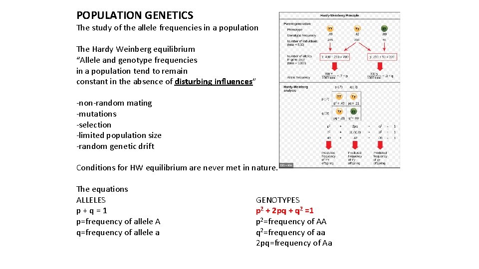 POPULATION GENETICS The study of the allele frequencies in a population The Hardy Weinberg