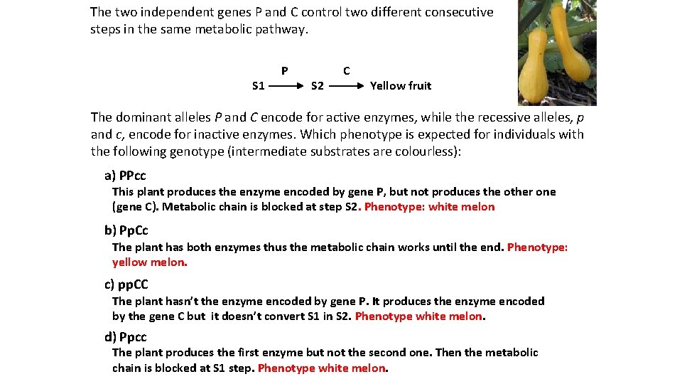 The two independent genes P and C control two different consecutive steps in the