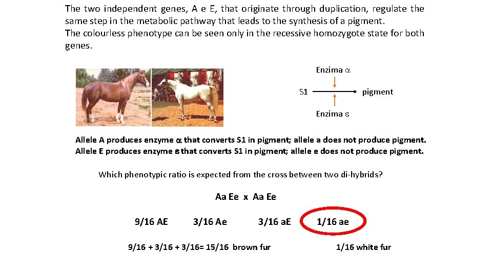 The two independent genes, A e E, that originate through duplication, regulate the same