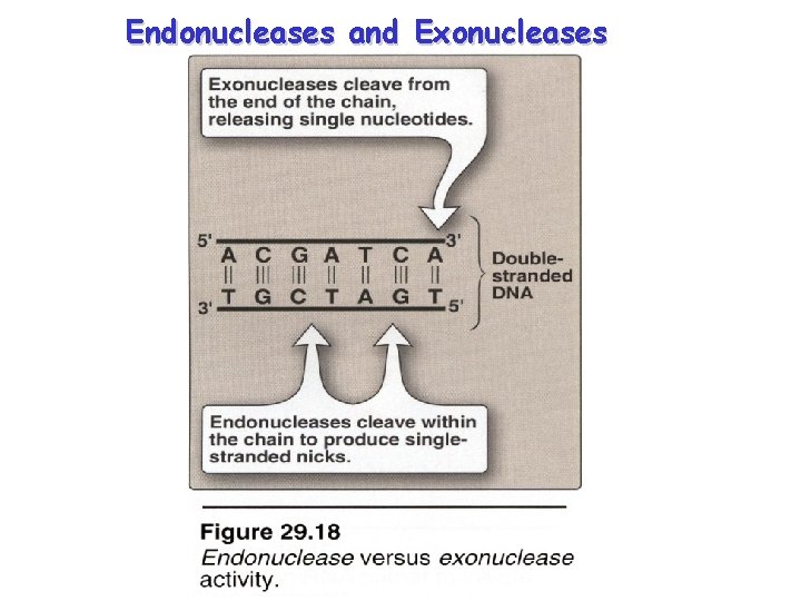 Endonucleases and Exonucleases 