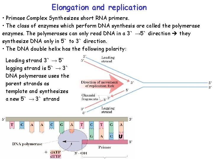 Elongation and replication • Primase Complex Synthesizes short RNA primers. • The class of