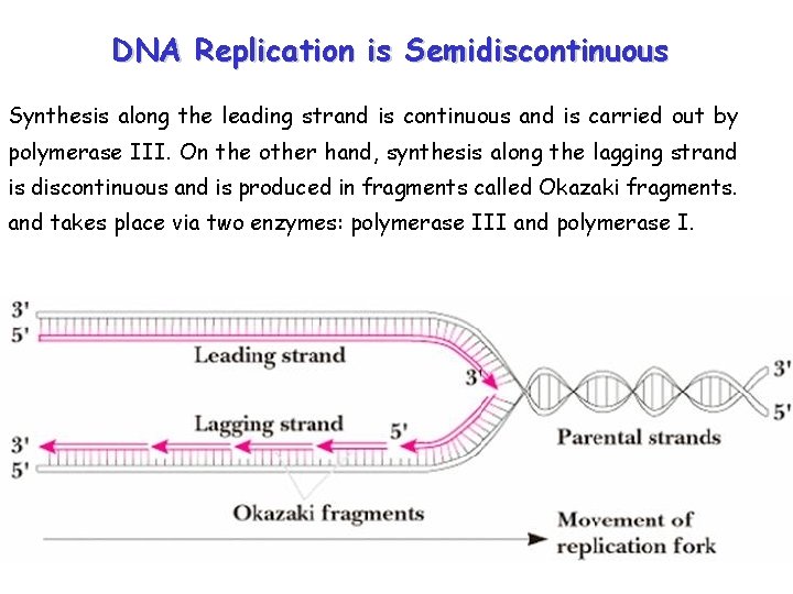 DNA Replication is Semidiscontinuous Synthesis along the leading strand is continuous and is carried