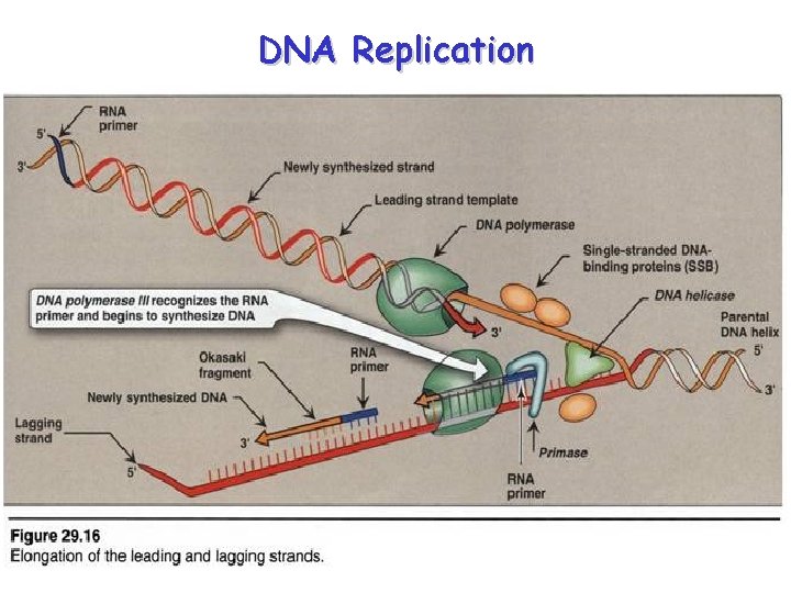 DNA Replication 