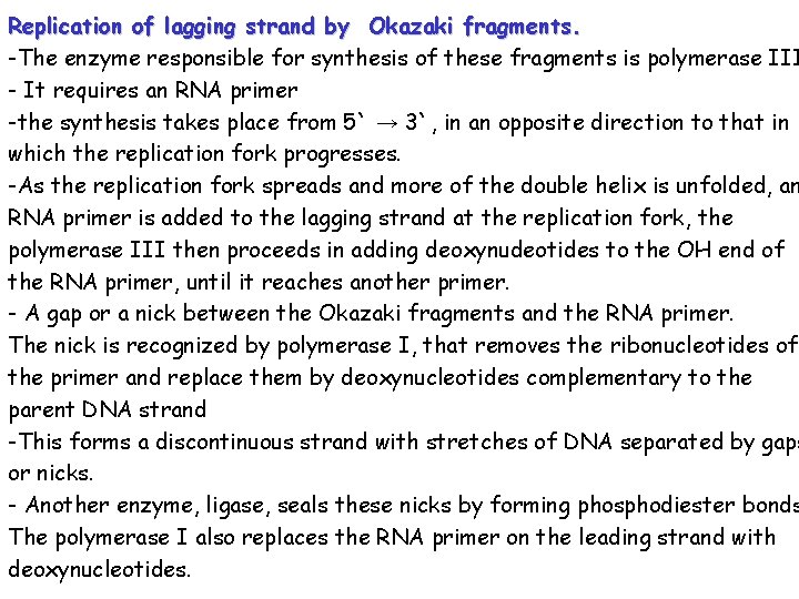 Replication of lagging strand by Okazaki fragments. -The enzyme responsible for synthesis of these