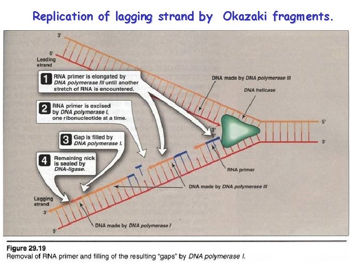 Replication of lagging strand by Okazaki fragments. 