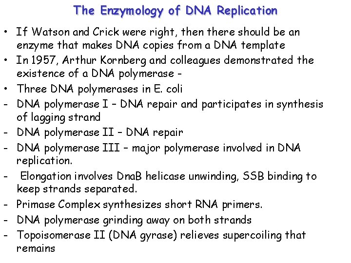 The Enzymology of DNA Replication • If Watson and Crick were right, then there