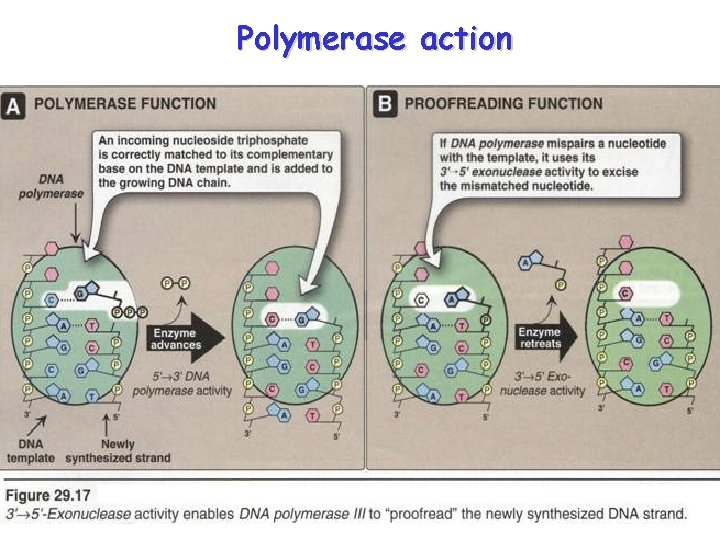 Polymerase action 