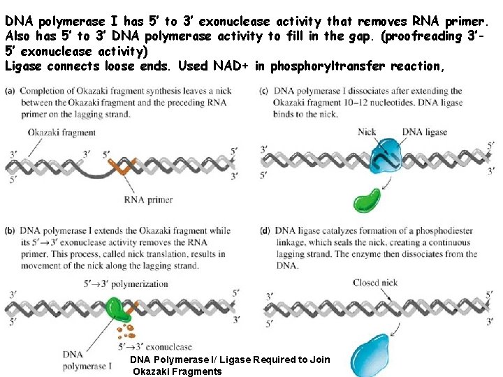 DNA polymerase I has 5’ to 3’ exonuclease activity that removes RNA primer. Also