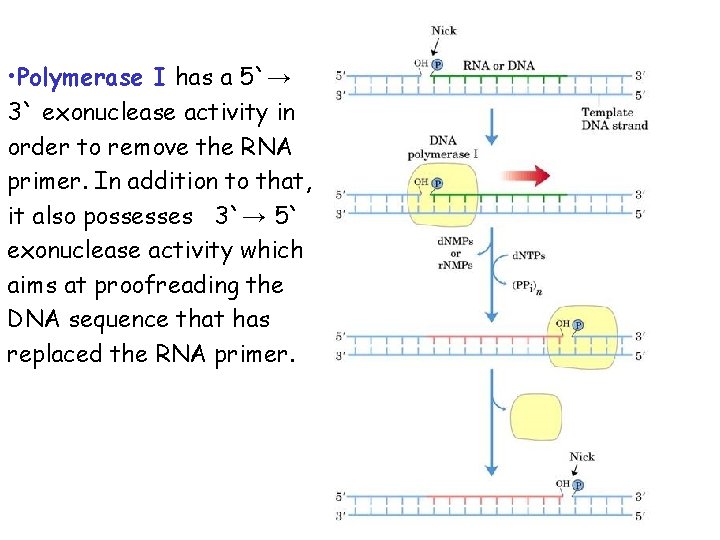 • Polymerase I has a 5`→ 3` exonuclease activity in order to remove • Polymerase I has a 5`→ 3` exonuclease activity in order to remove