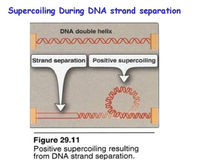 Supercoiling During DNA strand separation 