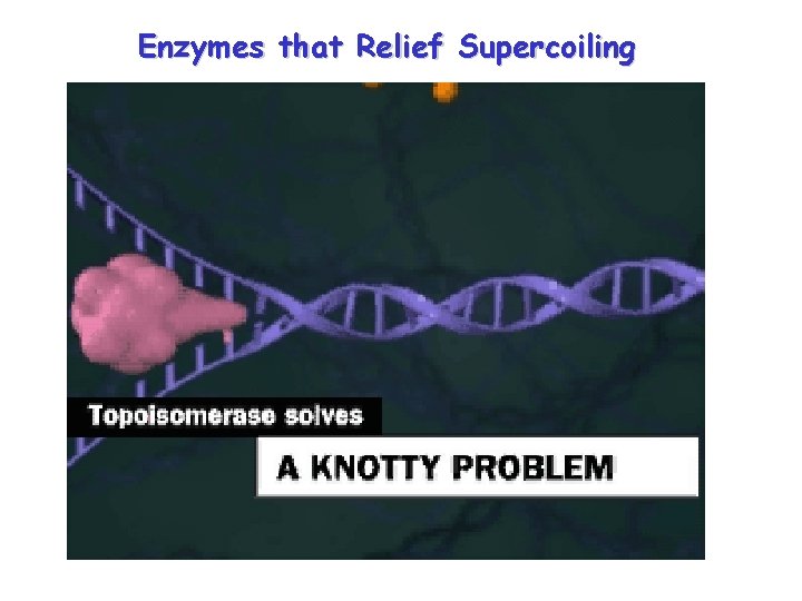 Enzymes that Relief Supercoiling 
