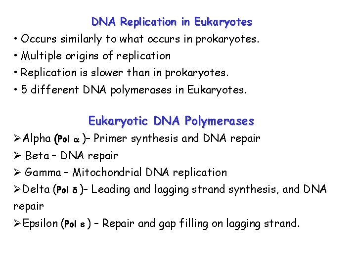DNA Replication in Eukaryotes • Occurs similarly to what occurs in prokaryotes. • Multiple