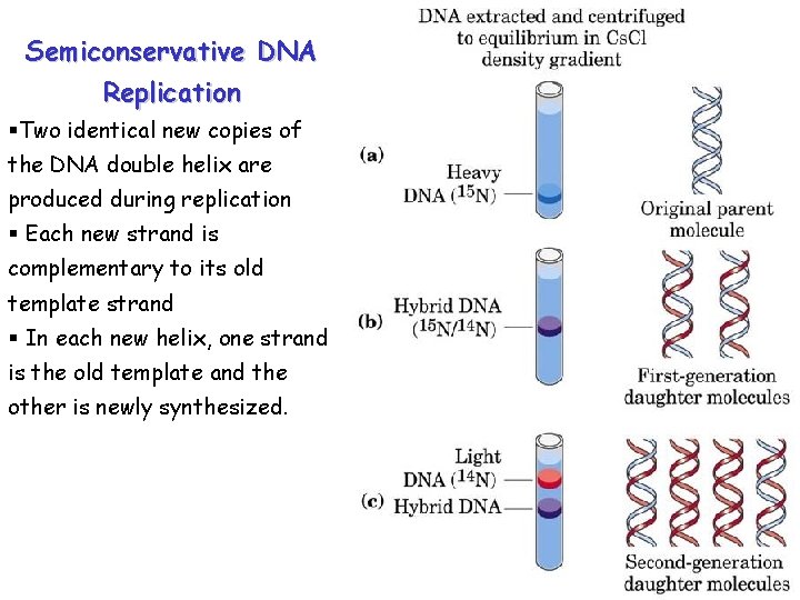 Semiconservative DNA Replication §Two identical new copies of the DNA double helix are produced