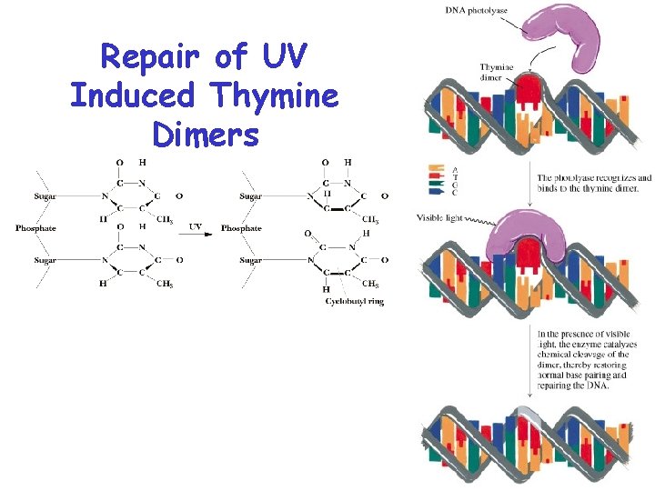 Repair of UV Induced Thymine Dimers 