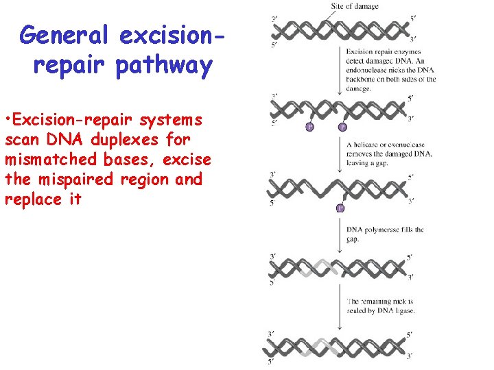 General excisionrepair pathway • Excision-repair systems scan DNA duplexes for mismatched bases, excise the