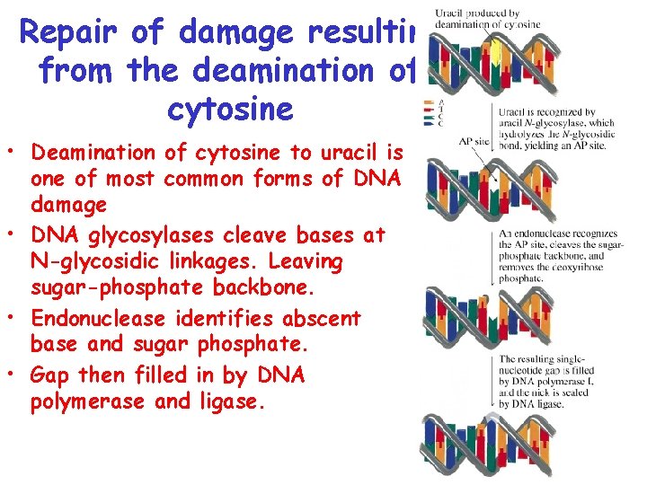 Repair of damage resulting from the deamination of cytosine • Deamination of cytosine to