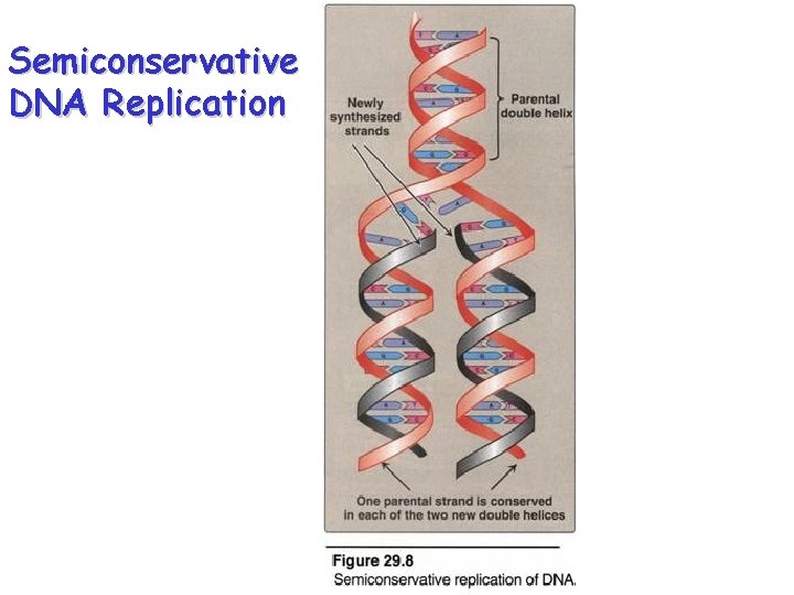 Semiconservative DNA Replication 